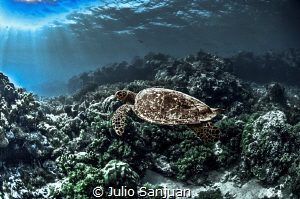 Turtle in Palau. by Julio Sanjuan 
